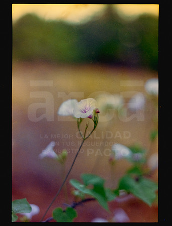 17 Rollo 07 Avery - Kodak Gold 200 por ArcaFilmLab (Octubre 2023)