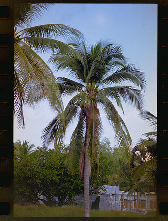 16 Rollo 07 Avery - Kodak Gold 200 por ArcaFilmLab (Octubre 2023)