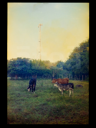 24 Rollo 07 Avery - Kodak Gold 200 por ArcaFilmLab (Octubre 2023)