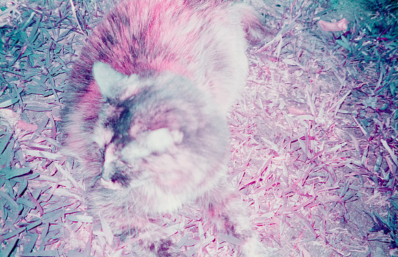 26 Natalia Mendoza - Lomography Purple por Arca Film Lab (Mayo 2025) - Rollo 1019