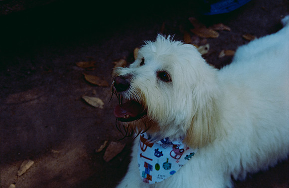 06 José Paulo Pérez - Kodak Portra 400 por Arca Film Lab (Mayo 2025) - Rollo 1075