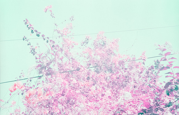 25 Natalia Mendoza - Lomography Purple por Arca Film Lab (Mayo 2025) - Rollo 1019