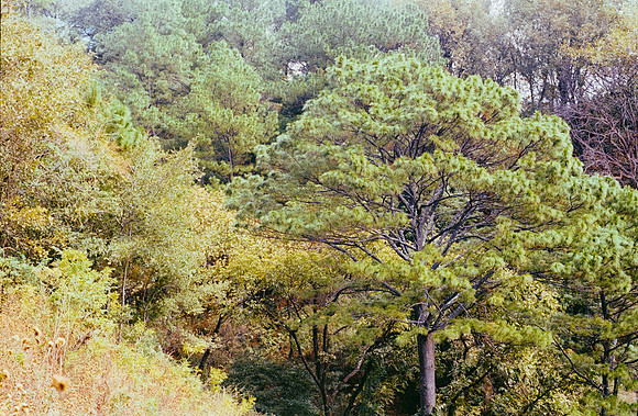 12 Emerson Quintanilla - Kodak Ultramax 400 por Arca Film Lab (Abril 2025) - Rollo 0906