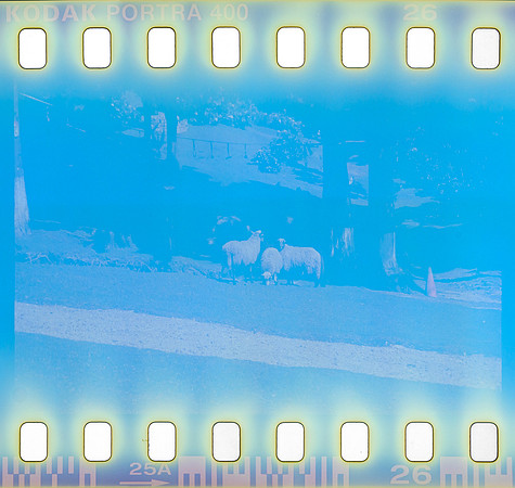 21 Omar Véliz - Kodak Portra 400 por Arca Film Lab (Agosto 2024) - Rollo 0300