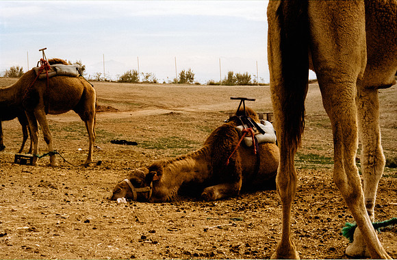 31 Cristina Benítez - Cinestill 400D por Arca Film Lab (Junio 2024) - Rollo 0125