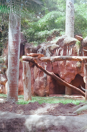 14 Cármen Torres - Kodak Gold 200 - Arca Film Lab (Septiembre 2024) - Rollo 0335