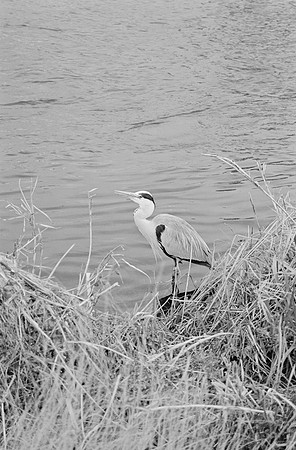 12 Loren Giordano - Ilford XP2 400 por Arca Film Lab (Mayo 2025) - Rollo 1073