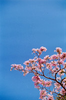 11 Carlos Castro - Kodak Gold 200 por Arca Film Lab (Marzo 2025) - Rollo 0827