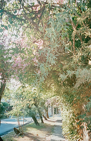 28 Natalia Mendoza - Kodak Aerocolor IV por Arca Film Lab (Abril 2025) - Rollo 0928