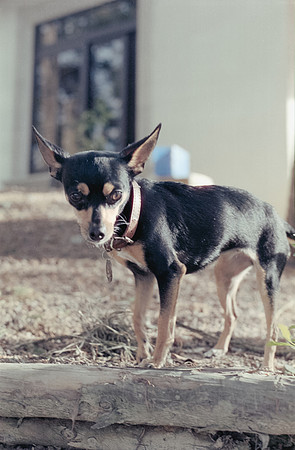 08 Amdrés Cux - Cinestill 400D por Arca Film Lab (Julio 2024) - Rollo 0179