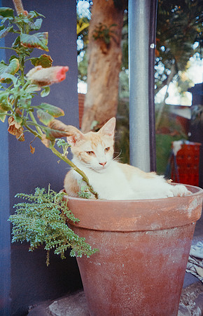 18 Carlos Siri - Fujifilm 400 por Arca Film Lab (Septiembre 2024) - Rollo 0360