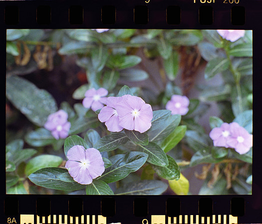 09 Ronald Ottoniel - Fujifilm 200 por Arca Film Lab (Mayo 2024) - Rollo 0089