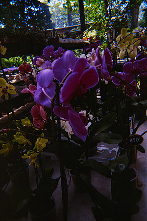12 Julissa Ortega - Kodak Ultramax 400 por Arca Film Lab (Mayo 2025) - Rollo 1022