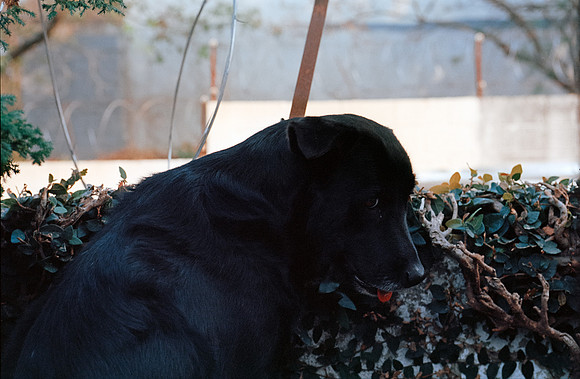 14 Francisco Chang - Kodak Ektar 100 por Arca Film Lab (Junio 2024) - Rollo 0127