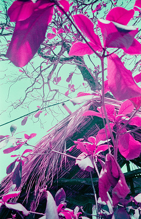 31 Natalia Mendoza - Lomography Purple por Arca Film Lab (Mayo 2025) - Rollo 1019