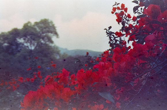 21 Rafael Peyré - Cute Color New York 400 por Arca Film Lab (Junio 2025) - Rollo 1102