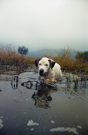 16 Ronald Ottoniel - Cinestill 800T por Arca Film Lab (Enero 2025) - Rollo 0616