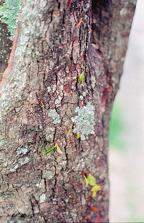 35 Shirley Rabanales - Fujifilm 400 por Arca Film Lab (Septiembre 2024) - Rollo 0373