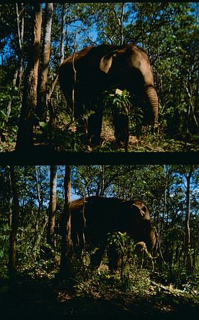 27 Karla Figueroa - Kodak Gold 200 por Arca Film Lab (Mayo 2025) - Rollo 1037