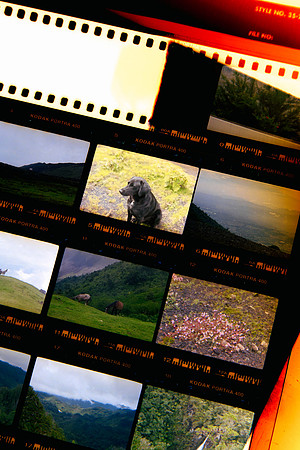 39 Acamposs_ Kodak Portra 400 por Arca Film Lab (Enero 2024)