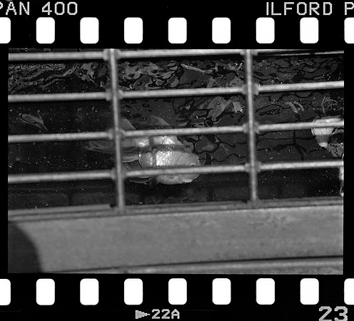 17 José Paulo Pérez - Ilford Pan 400 Film Lab (Agosto 2024) - Rollo 0285