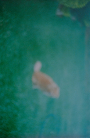 29 Krista Ramírez - Kodak Ultramax 400 por Arca Film Lab (Abril 2025) - Rollo 0967
