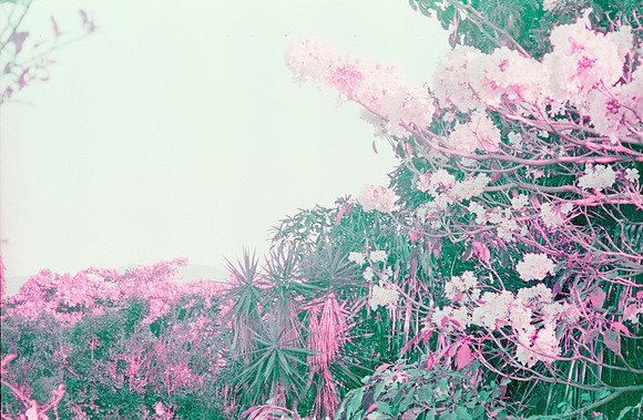 05 Natalia Mendoza - Lomography Purple por Arca Film Lab (Mayo 2025) - Rollo 1019
