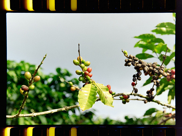08 Jimmy Morán - Fuji C200 por Arca Film Lab (Enero 2024)