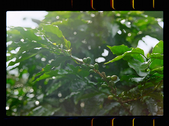 10 Jimmy Morán - Fuji C200 por Arca Film Lab (Enero 2024)