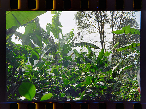 11 Jimmy Morán - Fuji C200 por Arca Film Lab (Enero 2024)