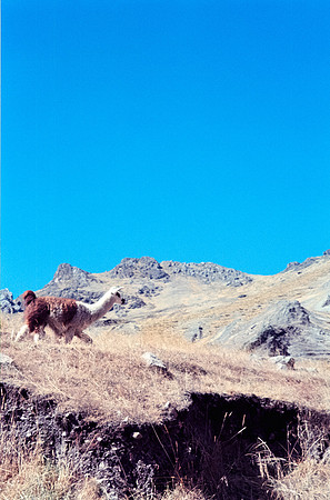 08 Steven Bickford - Kodak Gold 200 por Arca Film Lab (Julio 2024) - Rollo 0166