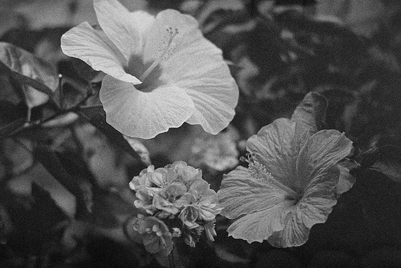 13 Carlos Castro - Ilford HP5+ 400 por Arca Film Lab (Septiembre 2024) - Rollo 0345