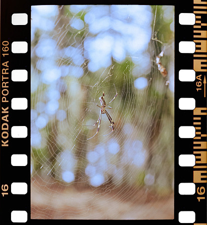 12 Erick Sandoval - Kodak Portra 160 por Arca Film Lab (Septiembre 2024) - Rollo 0352