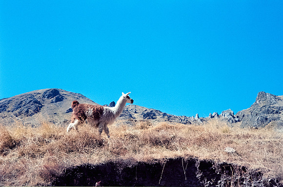 07 Steven Bickford - Kodak Gold 200 por Arca Film Lab (Julio 2024) - Rollo 0166