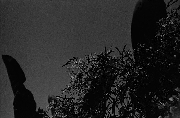 12 Alexander Daum - Ilford XP2 400 por Arca Film Lab (Enero 2025) - Rollo 0633