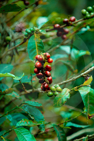 176 Chalabal Estrella - Producción en Finca Febrero 2024 por IndescriptibleFilms