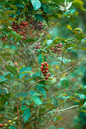 175 Chalabal Estrella - Producción en Finca Febrero 2024 por IndescriptibleFilms