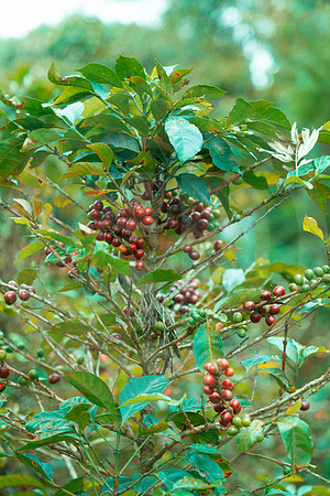 174 Chalabal Estrella - Producción en Finca Febrero 2024 por IndescriptibleFilms