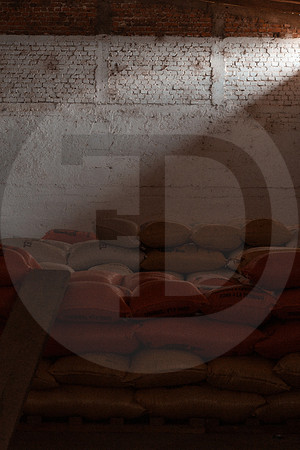 96 Chalabal Estrella - Producción en Finca Febrero 2024 por IndescriptibleFilms