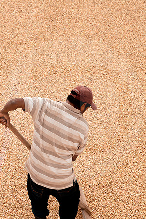 132 Chalabal Estrella - Producción en Finca Febrero 2024 por IndescriptibleFilms