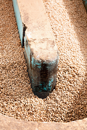 170 Chalabal Estrella - Producción en Finca Febrero 2024 por IndescriptibleFilms