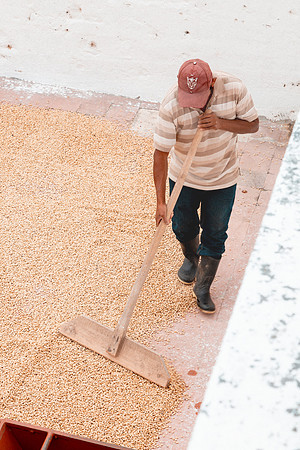 125 Chalabal Estrella - Producción en Finca Febrero 2024 por IndescriptibleFilms