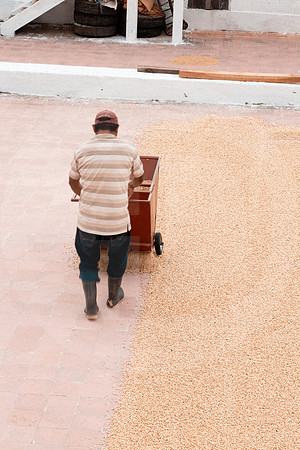130 Chalabal Estrella - Producción en Finca Febrero 2024 por IndescriptibleFilms