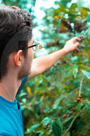 180 Chalabal Estrella - Producción en Finca Febrero 2024 por IndescriptibleFilms