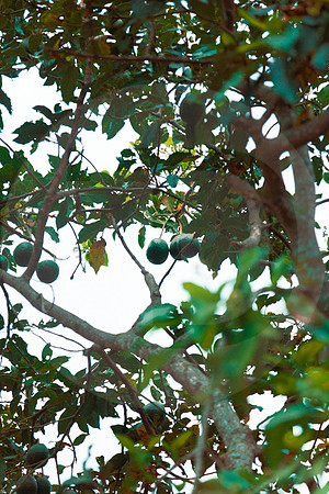 185 Chalabal Estrella - Producción en Finca Febrero 2024 por IndescriptibleFilms