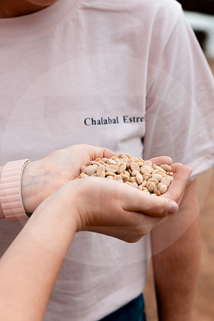 58 Chalabal Estrella - Producción en Finca Febrero 2024 por IndescriptibleFilms