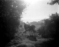 08 Fabriccio Díaz - Ilford HP5 400 Plus 120 por Arca Film Lab (Febrero 2024)