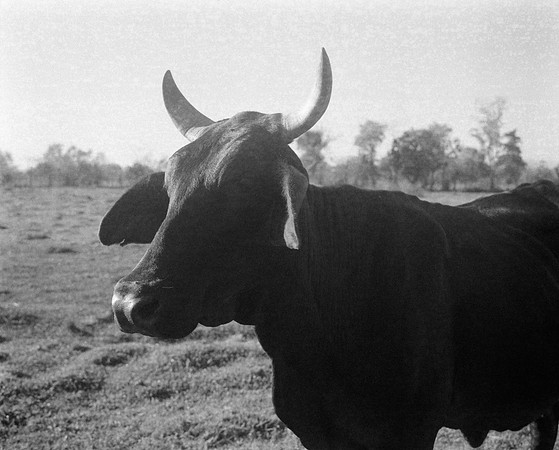 09 Fabriccio Díaz - Ilford HP5 400 Plus 120 por Arca Film Lab (Febrero 2024)