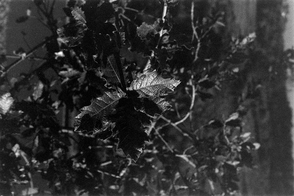 11 Javigon_03 - Lomography Lady Gray 400 por Arca Film Lab (Febrero 2024)