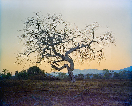 02 Fabriccio Díaz - Cinestill 800T Jalapa por Arca Film Lab (Febrero 2024)